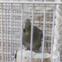 عروس هلندی|پرنده|نوشهر, |دیوار