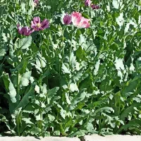 بذر اصلاح شده درجه یک