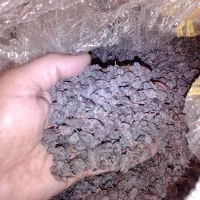 کشمش پاک شده و تمیز مختص بناب