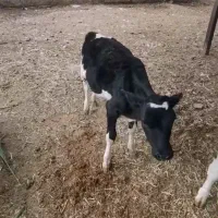 گوساله ماده قطع شیر