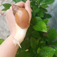 حلزون آچاتینا برای پرورش و سلامت پوست