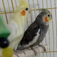 یک جفت عروس هلندی