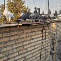 کبوتر پلاکی|پرنده|گنبد کاووس, |دیوار