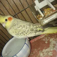 پرنده عروس هلندی