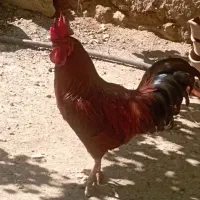 دو عدد خروس
