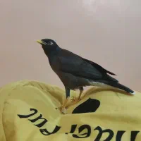 مرغ مینا