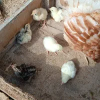 جوجه بوقلمون|حیوانات مزرعه|بندر ماهشهر, |دیوار