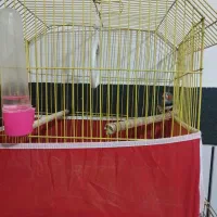 فروش پرنده