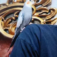 عروس هلندی نر و ماده با قفس و لوازم