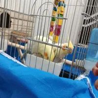 یک جفت عروس هلندی سرحال|پرنده|مرودشت, مسجد رسول‎|دیوار