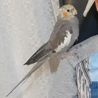 سلام گمشده