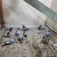 پلاکی مسافتی|پرنده|خمینیشهر, |دیوار