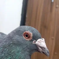  کفتر|پرنده|مشهد, شهید احمدی روشن|دیوار