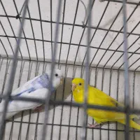 عروس و مرغ عشق|پرنده|بومهن, |دیوار