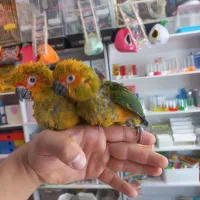 خورشیدی نرم خور