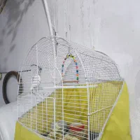 قفس عروس هلندی|لوازم جانبی حیوانات|پیرانشهر, |دیوار