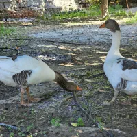 تعداد ۱۵ عدد غاز خانگی درشت|حیوانات مزرعه|کازرون, |دیوار