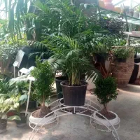 مشاوره و نگهداری گیاهان آپارتمانی و فضای سبز|گل و گیاه طبیعی|مشهد, آبکوه|دیوار