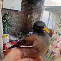 یک جفت مینا