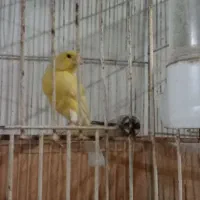 قناری ماده زرد ودارچینی  ۲ساله جفت نخورده