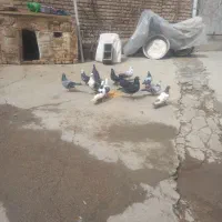 فروش کبوتر