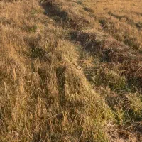 فروش زمین ۱۰۰۰ متری در شهرک نهال و بذر