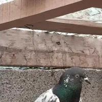 باسلام تعداد کبوتر پرشی|پرنده|رودبنه, |دیوار