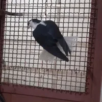 کبوتر