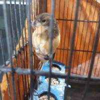 قناری|پرنده|تهران, امیریه|دیوار