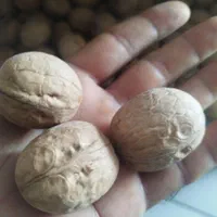 گردو|خوردنی و آشامیدنی|اصفهان, آزادان|دیوار