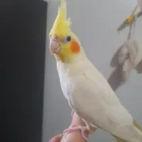 عروس هلندی ماده