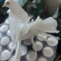 کبوتر سفید|پرنده|شیراز, سلطان آباد|دیوار