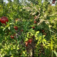 باغ انار با امکانات خوب