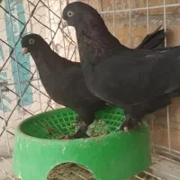 اول بخون|پرنده|بهبهان, |دیوار