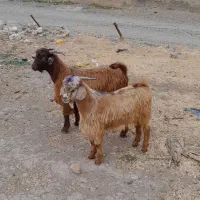 بزغاله نره