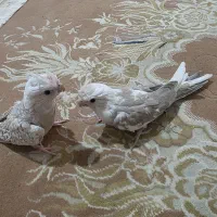 عروس هلندی ایزابلا
