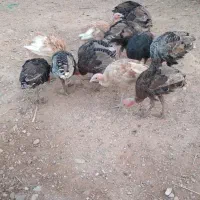 فروش غاز وبوقلمون