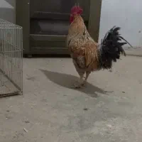 خروس بالغ|حیوانات مزرعه|مشکیندشت, |دیوار