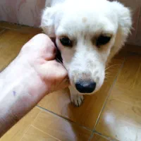 اسپیز|سگ|ملارد, |دیوار