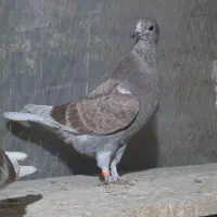 جوجه کبوتر|پرنده|تفرش, |دیوار