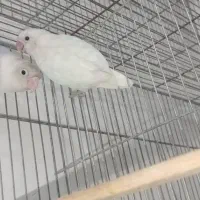 جفت کوتوله کار داده