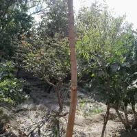 مقداری چوب ذغالی ودرخت های بادام توت گردو دیگر