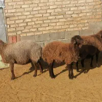 میش هتور و همو