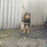 سگ ژرمن|سگ|تبریز, |دیوار