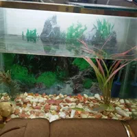 فروش آکواریوم با تمام وسایل تزئینی|ماهی|مراغه, |دیوار