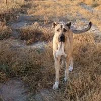 سگ سرابی|سگ|مشهد, امیریه|دیوار