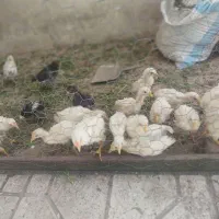 جوجه گوشتی و گل پایگان