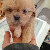 امپریال مالتیز