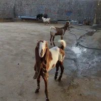 بزغاله پاکستانی اصلا جنس