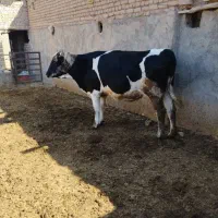 گاو هشت ماه ابستن|حیوانات مزرعه|شال, |دیوار